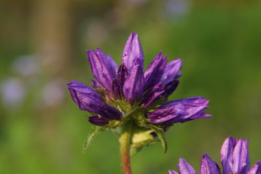 Campanula glomerata 'Superba' Kluwenklokje bestellen